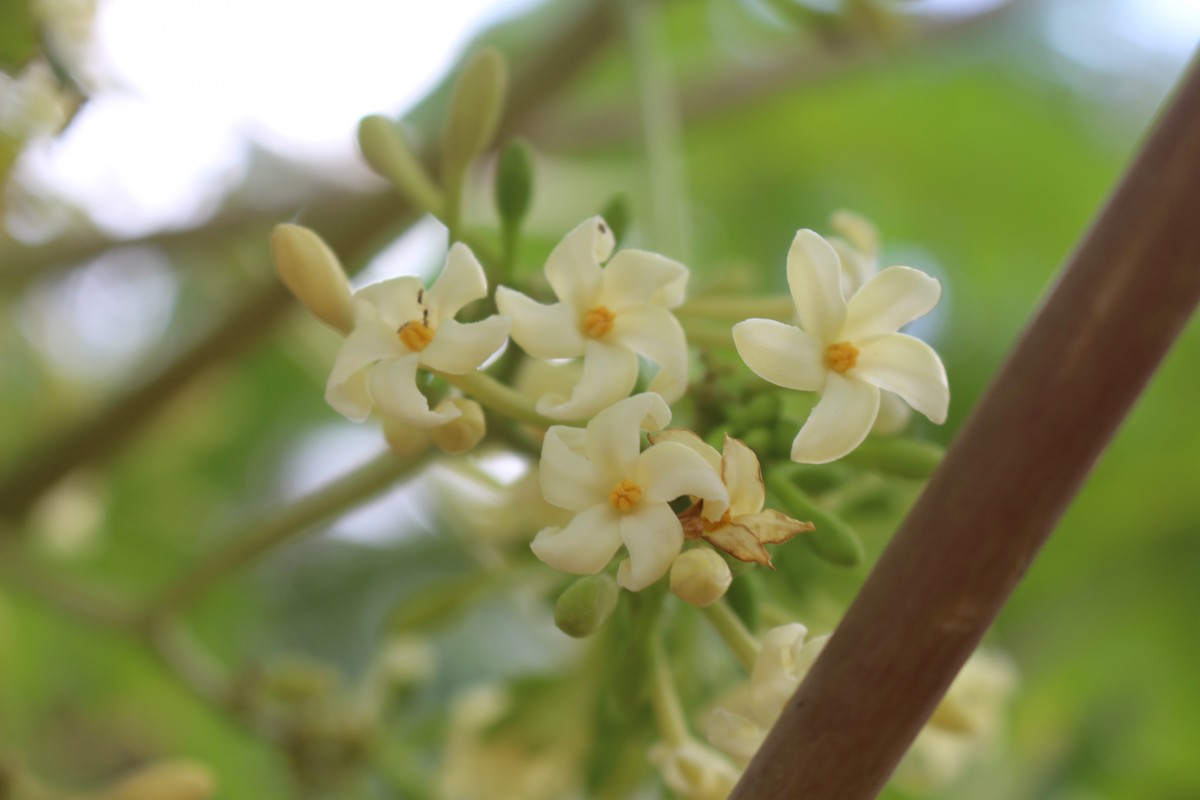 Carica papaya L.